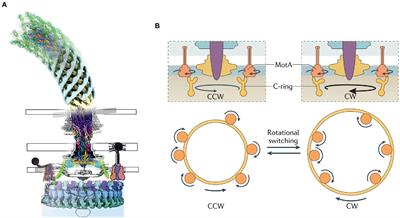 A new class of biological ion-driven rotary molecular motors with 5:2 symmetry